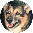 Suzanne Flood profile picture